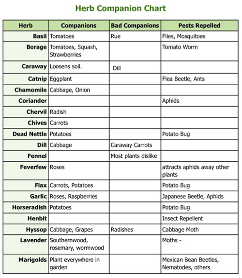 San Antonio Planting Calendar Companion Planting Guide Sustainablesa Com